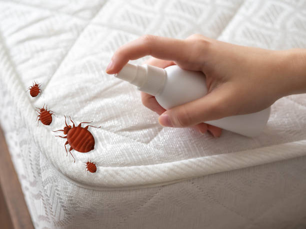Best Pest Control Near Me in Everett, PA
